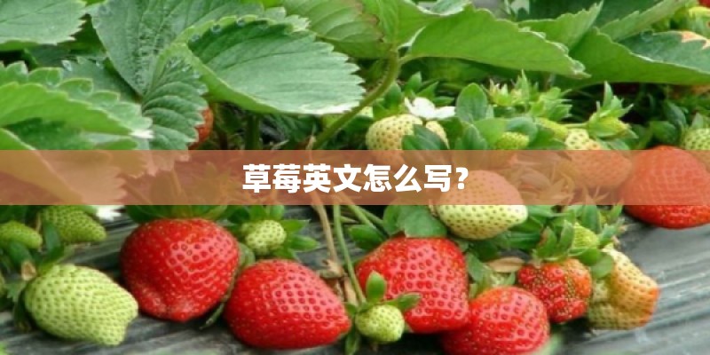 草莓英文怎么写? 草莓英文怎么写?