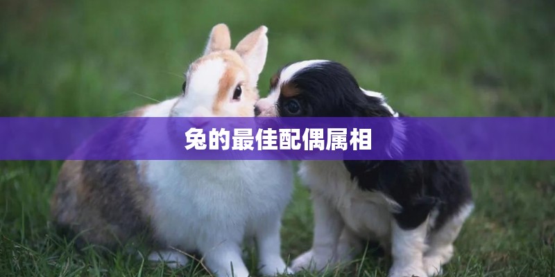 兔的最佳配偶属相 兔的最佳配偶属相