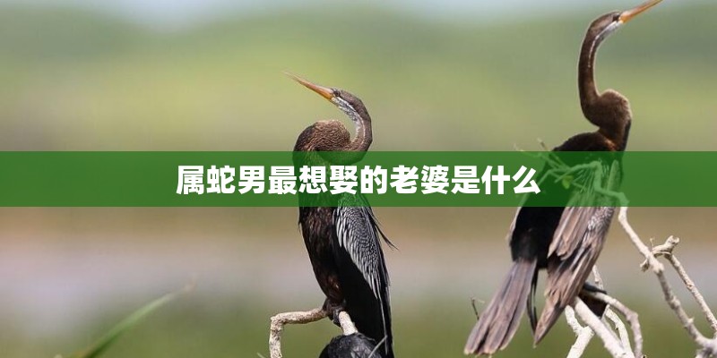 属蛇男最想娶的老婆是什么