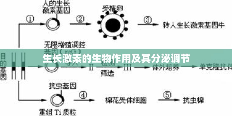 生长激素的生物作用及其分泌调节
