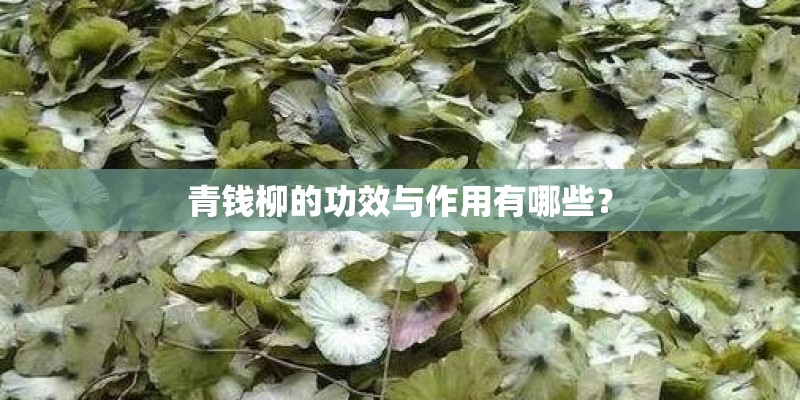青钱柳的功效与作用有哪些? 青钱柳的功效与作用有哪些?